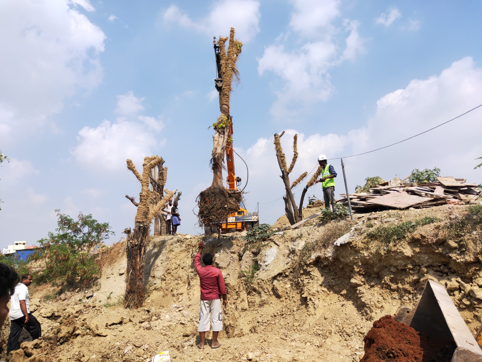 Crane Assisted Tree Lifting