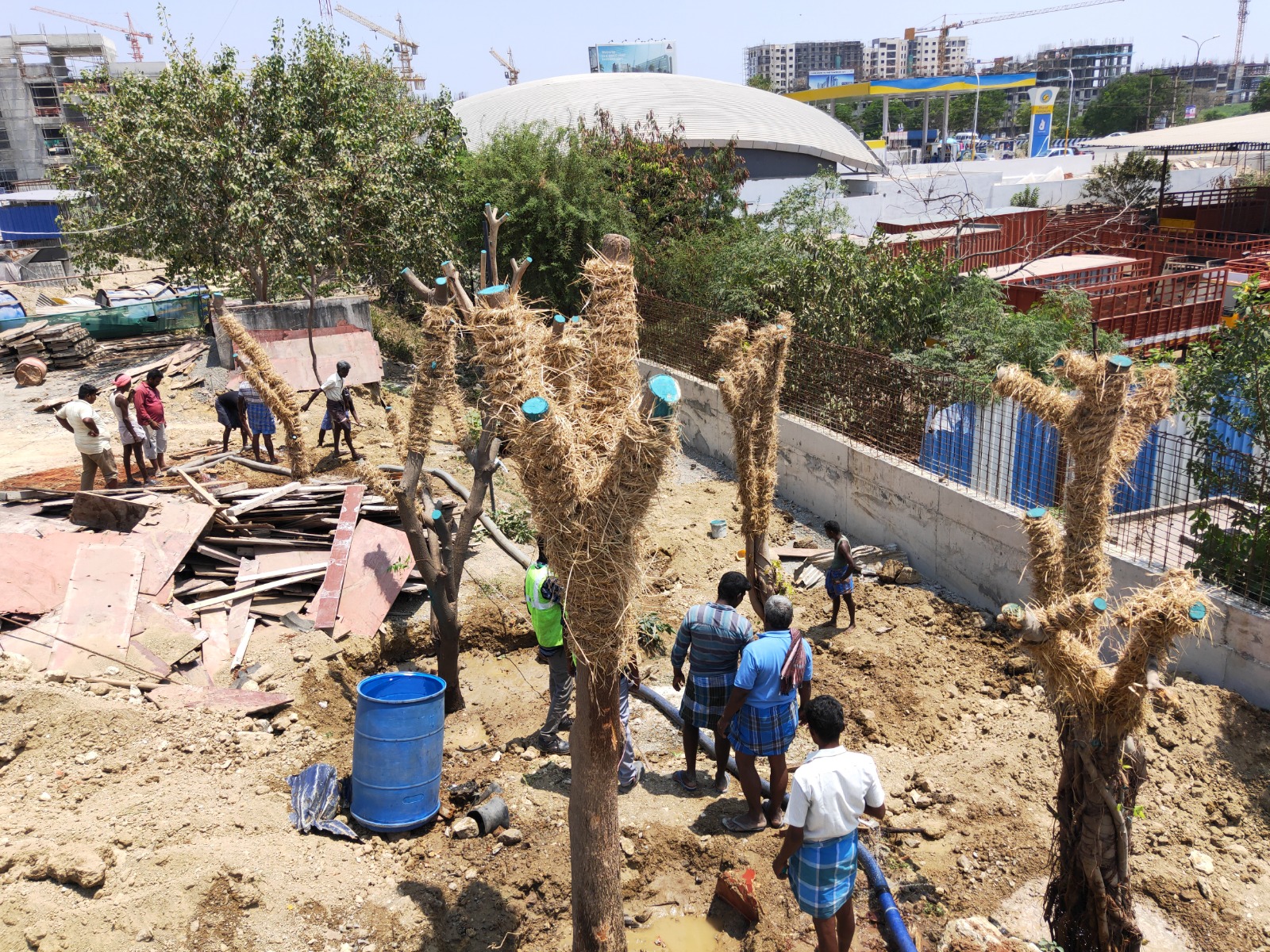 Multiple Trees Root Ball Protection